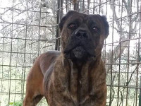 cane corso rustico femmina
